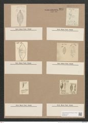 Navicula fuscula Ehr. (de-Toni-Nr.: Genus 1, Species 395) Zeichnungen Sammlung Grunow Nr. 881 (NHMW-BOT-W0367337)